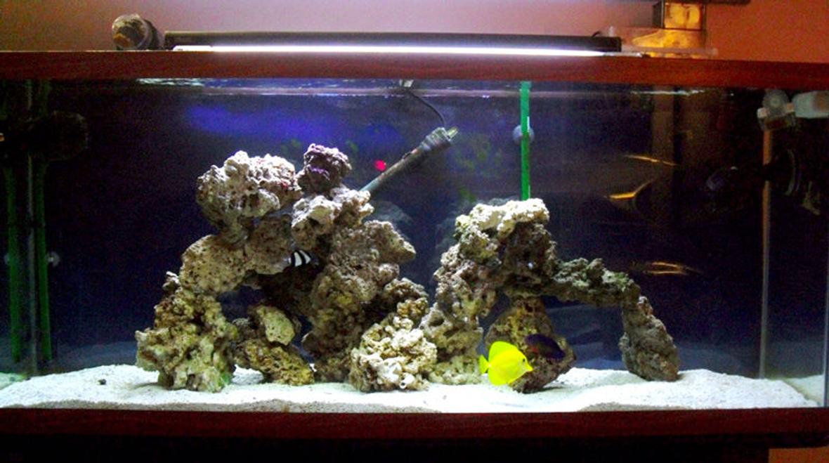 55 gallons saltwater fish tank (mostly fish, little/no live coral) - 55 gallon saltwater aquarium