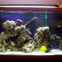55 gallons saltwater fish tank (mostly fish, little/no live coral) - 55 gallon saltwater aquarium