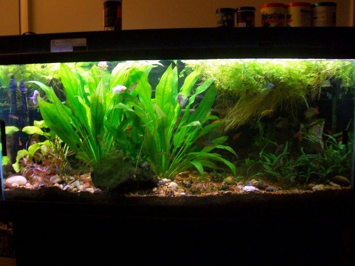 100 gallons planted tank (mostly live plants and fish) - 1-17-11