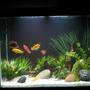 56 gallons freshwater fish tank (mostly fish and non-living decorations) - 56 Gal Column