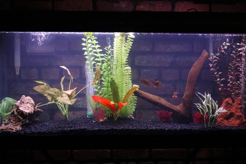 Rated #173: 55 Gallons Freshwater Fish Tank - artificial plants
5 tiger barbs, 1clown loach, 1 rainbow shark