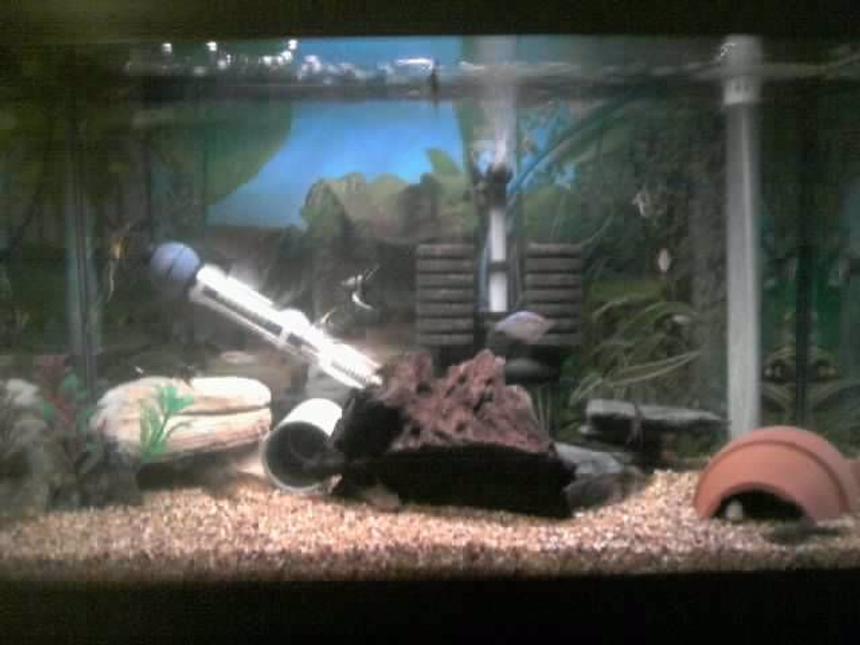 Rated #274: 43 Gallons Freshwater Fish Tank - My 2nd 3ft Community Tank (new). Home to my baby angelfish, breeding trio of praecox rainbows, breeding trio of bronze corys, 5 baby bristlenose cats, Breeding pair of Phalicthytus quadripunctatus and a 2" striped raphael catfish.
