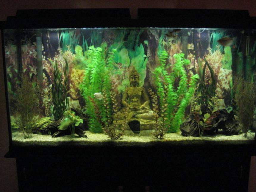Rated #92: 60 Gallons Freshwater Fish Tank - 60 gallon freshwater fish tank