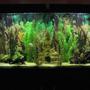 60 gallons freshwater fish tank (mostly fish and non-living decorations) - 60 gallon freshwater fish tank