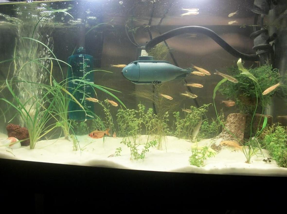 10 gallons planted tank (mostly live plants and fish) - my 10 g setup