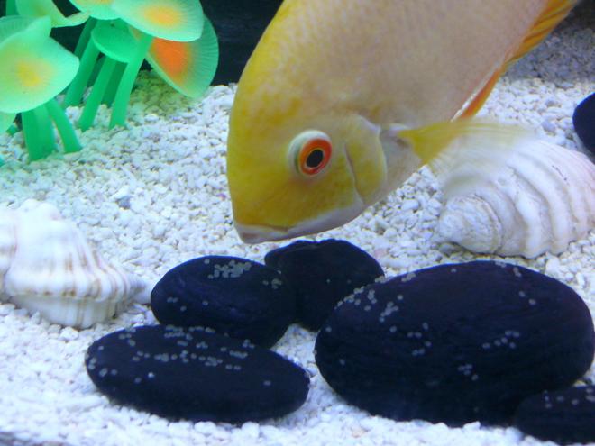 freshwater fish - heros serverus - gold severum - Female Gold Severum with eggs.