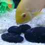 freshwater fish - heros serverus - gold severum - Female Gold Severum with eggs.