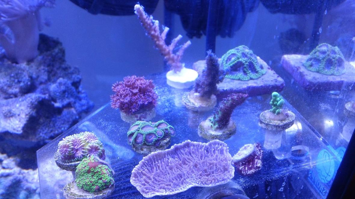 corals inverts - rhodactis indosinensis - hairy mushroom stocking in 75 gallons tank - idaho grape monti cap sunset montie lil princess favia red planet acro unknown blue acro tiny natalies southern star 1st audition chalice red gonipora blue mouths spell binder favia green tort blue bottle brush pink palys green skirt