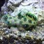 saltwater fish - synchiropus picturatus - spotted mandarin stocking in 75 gallons tank - target dragon