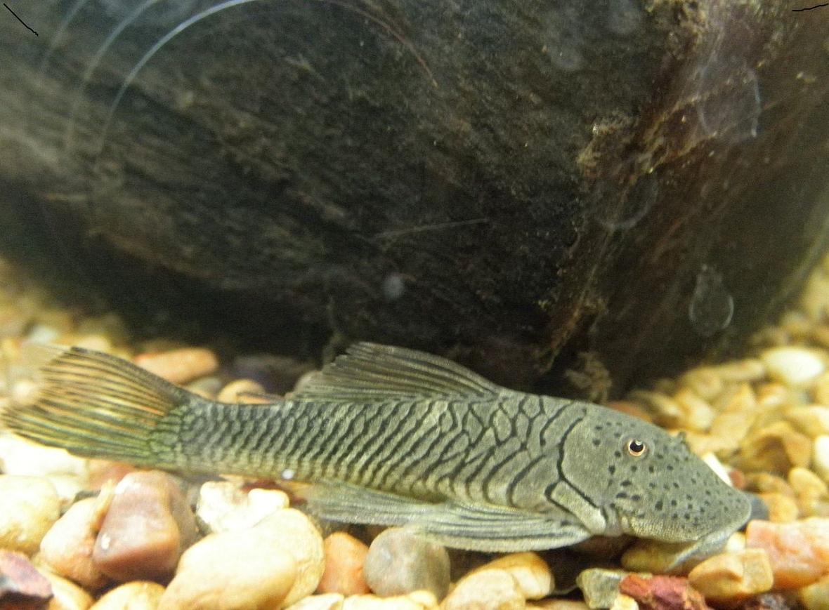 freshwater fish - chaetostoma milesi - rubberlip pleco stocking in 46 gallons tank - Baby Rubberlip Pleco (Chaestoma milesi) enjoying a brief rest!