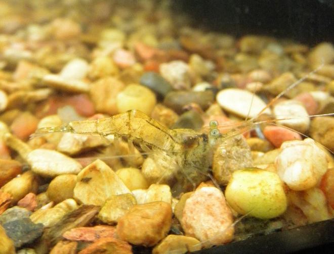 corals inverts - paleomonetes sp. - ghost shrimp stocking in 46 gallons tank - Ghost shrimp (Palaemonetes sp.) pausing while cruising the bottom for leftovers.