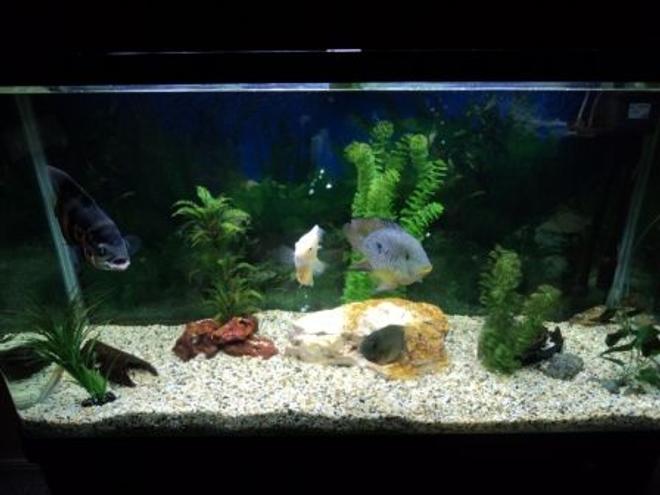 90 gallons freshwater fish tank (mostly fish and non-living decorations) - 4ft, 90 Gallon South American Cichlid Aquarium. Tiger Oscar 8", Brasiliensis 6", Gold Severum 4", Green Severum 4".