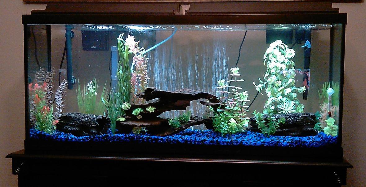 55 gallons freshwater fish tank (mostly fish and non-living decorations) - new 55g