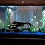 55 gallons freshwater fish tank (mostly fish and non-living decorations) - new 55g