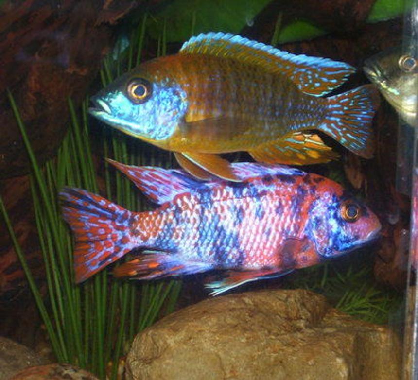 Rated #428: Freshwater Fish - Aulonocara Nyassae Var. - Peacock Cichlid, Orange Blossom Stocking In 120 Gallons Tank - My 2 most photo friendly peacocks!