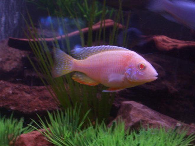 freshwater fish - aulonocara sp. - albino peacock cichlid stocking in 120 gallons tank - My Firefin Albino!
