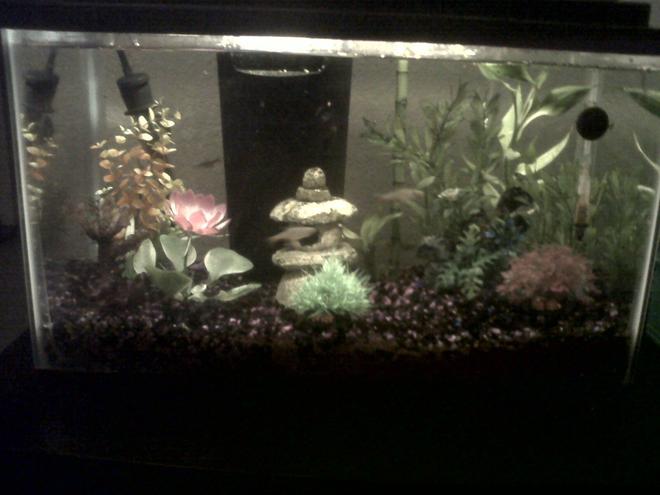 10 gallons freshwater fish tank (mostly fish and non-living decorations) - 10 gallon freshwater tropical community tank.