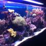 55 gallons reef tank (mostly live coral and fish) - original tank, trying for better quality upload...