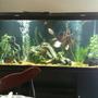 120 gallons freshwater fish tank (mostly fish and non-living decorations) - Just redecorated it. Its still a tad cloudy, but its looking good.
