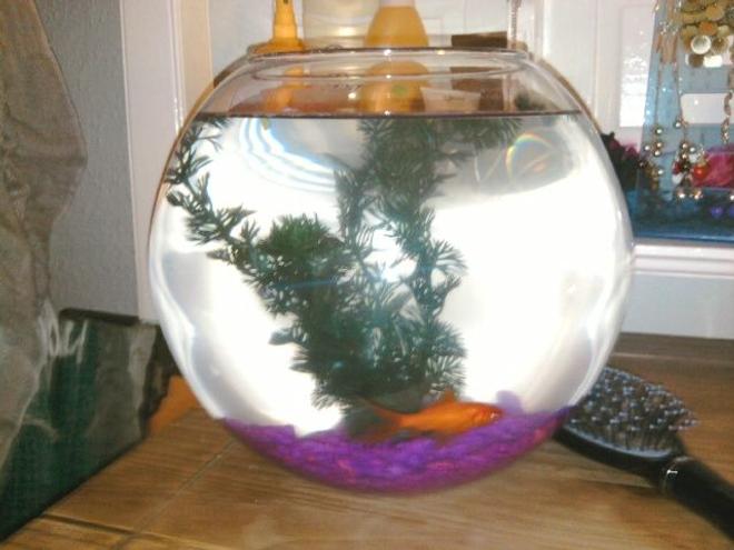 1 gallon freshwater fish tank (mostly fish and non-living decorations) - My first plain and simple fish tank.