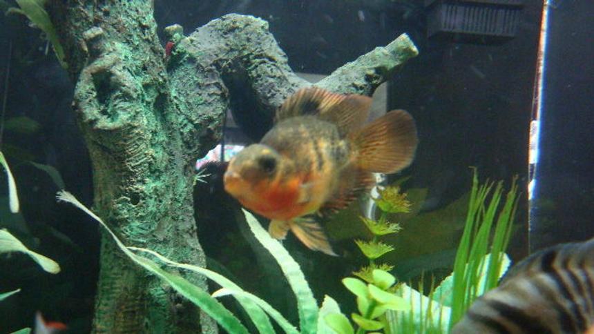 Rated #90: Freshwater Fish - Heros Severus X Amphilophus Citrinellum - Blood Parrot Stocking In 150 Gallons Tank - parrot fish