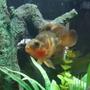 freshwater fish - heros severus x amphilophus citrinellum - blood parrot stocking in 150 gallons tank - parrot fish