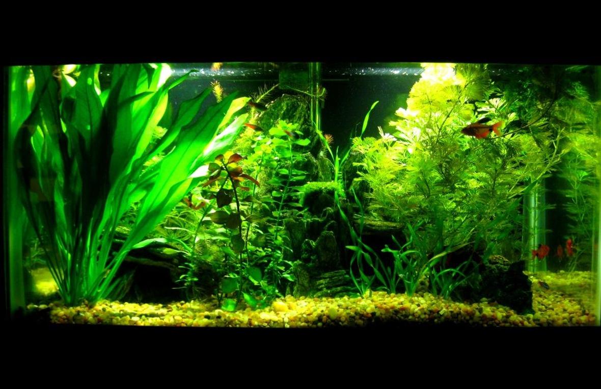 15 gallons planted tank (mostly live plants and fish) - My 15 G planted tank, no CO2