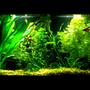 15 gallons planted tank (mostly live plants and fish) - My 15 G planted tank, no CO2