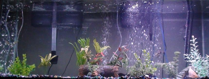 Rated #247: 55 Gallons Freshwater Fish Tank - my tank.
