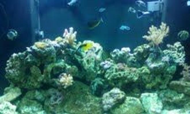 140 gallons reef tank (mostly live coral and fish) - saltwater reek tank 140gal. 5mos. old