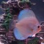 freshwater fish - symphysodon sp. - blue diamond discus stocking in 35 gallons tank - Blue Diamond Discus