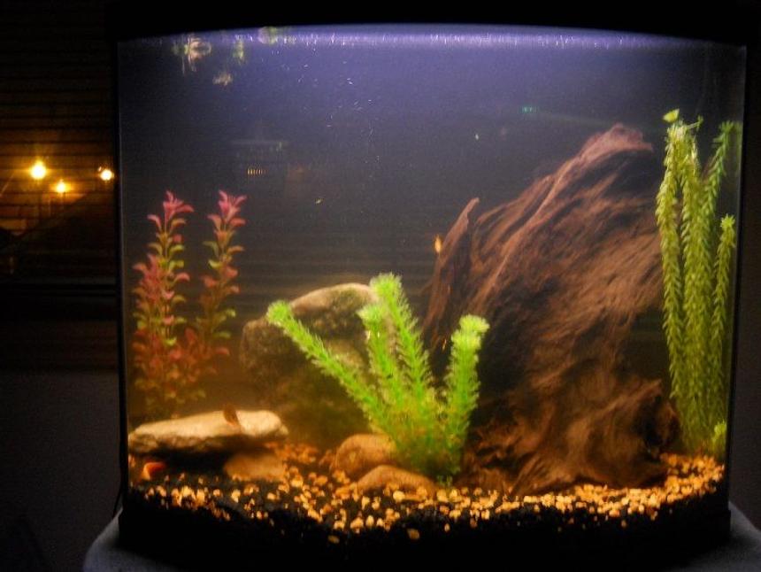 Rated #253: 26 Gallons Freshwater Fish Tank - 26 Gallon Bowfront, 8 Rosy Barbs and 1 Pleco of unknown species (not sailfin)