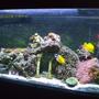 65 gallons reef tank (mostly live coral and fish) - My 65g Saltwater Tank