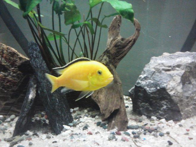freshwater fish - labidochromis caeruleus - electric yellow cichlid stocking in 55 gallons tank - Electric yellow
