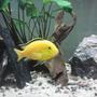 freshwater fish - labidochromis caeruleus - electric yellow cichlid stocking in 55 gallons tank - Electric yellow