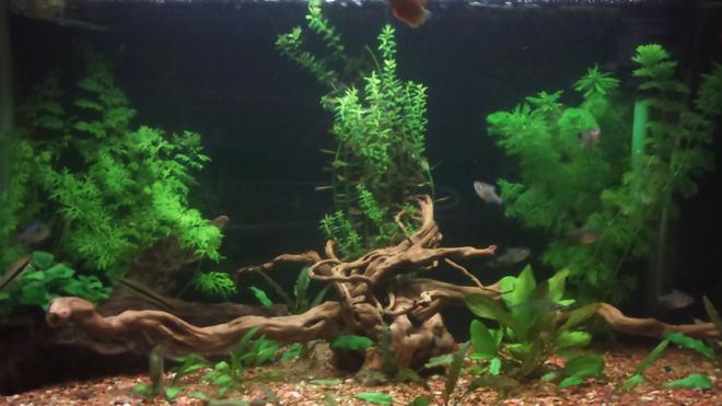 40 gallons planted tank (mostly live plants and fish) - This my first go at a fish tank SORRY ABOUT THE PICTURE QUALITY more pics soon