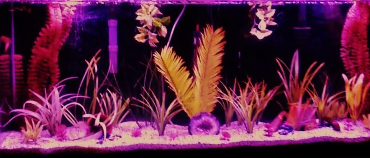 55 gallons freshwater fish tank (mostly fish and non-living decorations) - 55g Spit top Community Tank 1 Bolivian Ram, 4 Guppies 2m, 2f, 2 Kribs pair with fry, 1 Bristlenose Pleco, 1 Goldflake Pleco, 1 African Dwarf Frog.