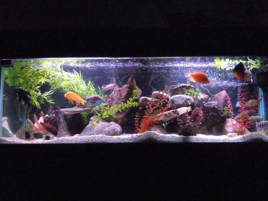 Rated #42: 94 Gallons Freshwater Fish Tank - Welcome to Thunder Dome. 94 Gallon Aggressive Freshwater Cichlid Tank.