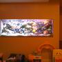 75 gallons reef tank (mostly live coral and fish) - 180 gallon