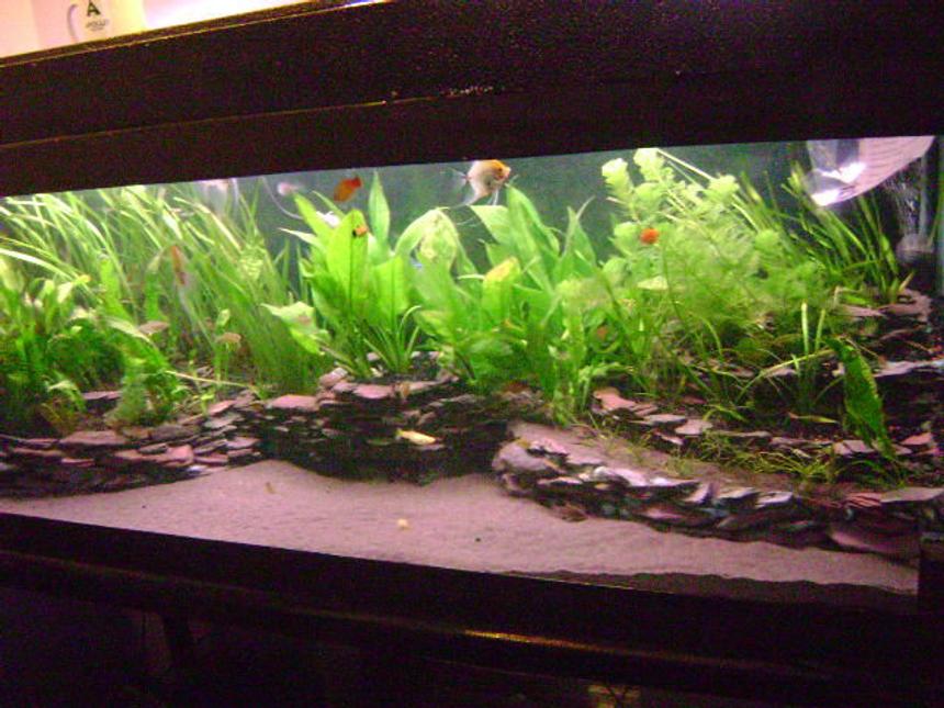 Rated #21: 110 Gallons Planted Tank - 4ft slate tiered planted south American biotope