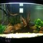 50 gallons freshwater fish tank (mostly fish and non-living decorations) - Cichlid tank.