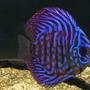 freshwater fish - symphysodon aequifasciata - royal blue discus stocking in 209 gallons tank