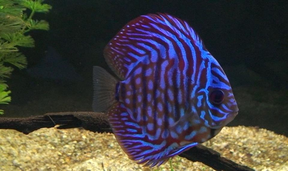 freshwater fish - symphysodon aequifasciata - royal blue discus stocking in 209 gallons tank