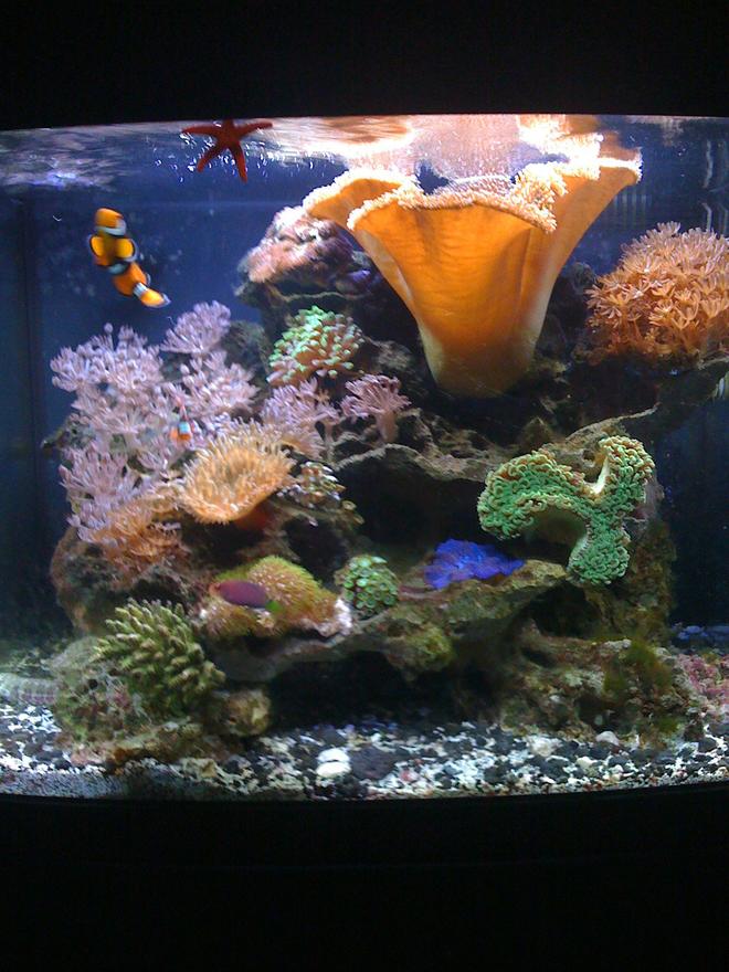 29 gallons reef tank (mostly live coral and fish) - 29 Bio Cube Reef