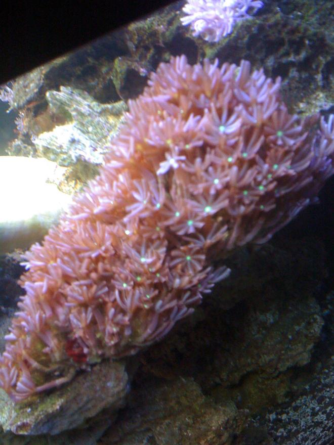 corals inverts - tubipora musica - pipe organ coral stocking in 29 gallons tank - Daisy Polyps