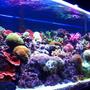 180 gallons reef tank (mostly live coral and fish) - 180 Reef with various Hard and Soft Corals. T5 lighting Only.