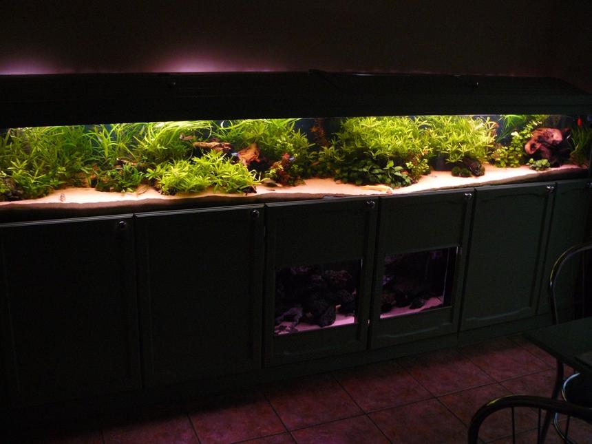 Rated #1: 90 Gallons Planted Tank - Front veiw of 10 foot tank.