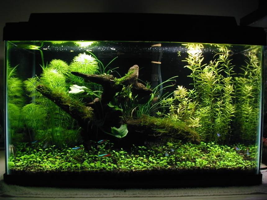 Rated #10: Planted Tank - A 10g planted tank.

10 x Neon Tetras

DIY CO2 injection, ~3 WPG lighting.