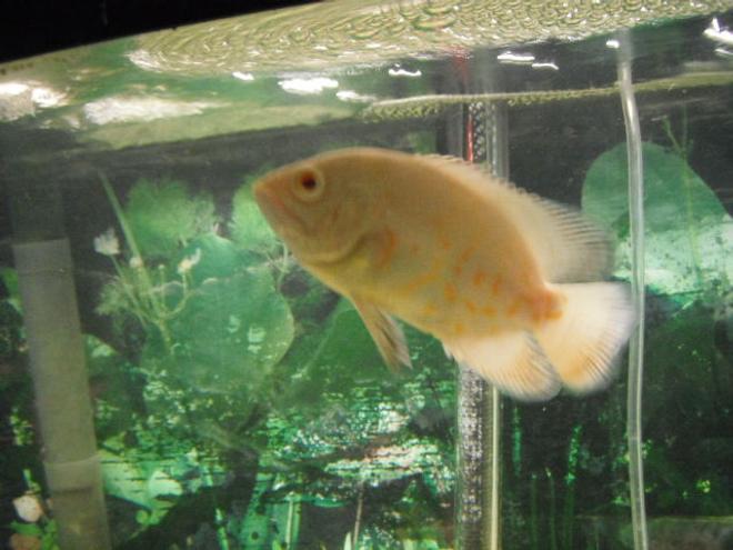 freshwater fish - astronotus ocellatus - albino oscar stocking in 55 gallons tank - Albino Tiger Oscar