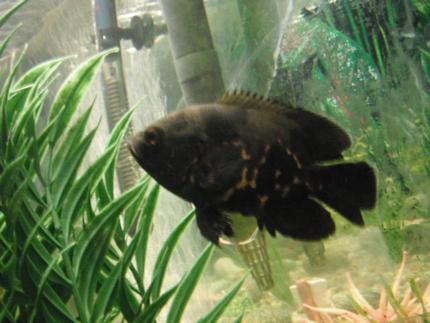 freshwater fish - astronotus ocellatus - tiger oscar stocking in 55 gallons tank - Tiger Oscar
